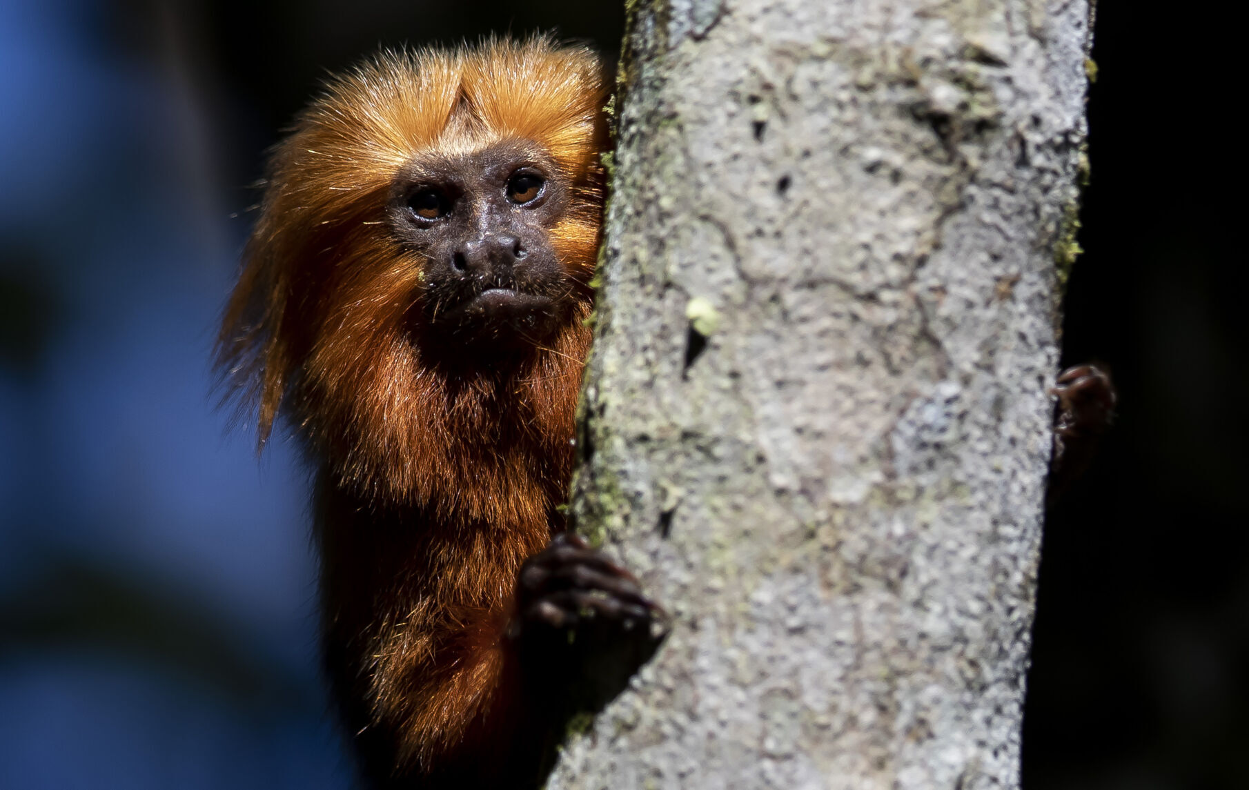 Brazil Golden Monkey Vaccination